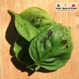 Basil leaf with fungus Leaf Root Fruit Gardening Services