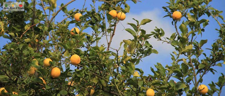 Citrus Growing Guide Part 3: Ongoing Care and Management of Citrus ...