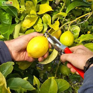 Citrus Growing Guide Part 3: Ongoing Care and Management of Citrus ...