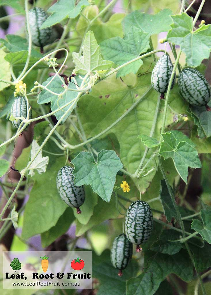 Cucamelon growing on a vine - Leaf, Root & Fruit Gardening Services