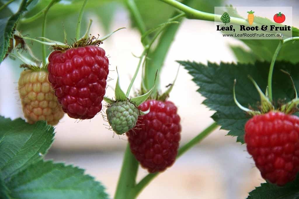 How to Grow Raspberries - Leaf, Root & Fruit Gardening Services