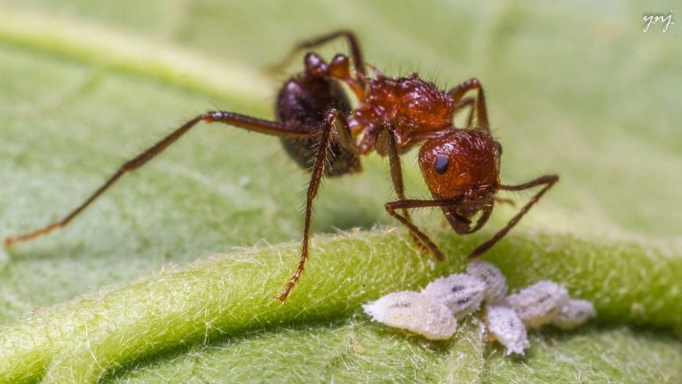 ant farming aphids - Leaf, Root & Fruit Gardening Services