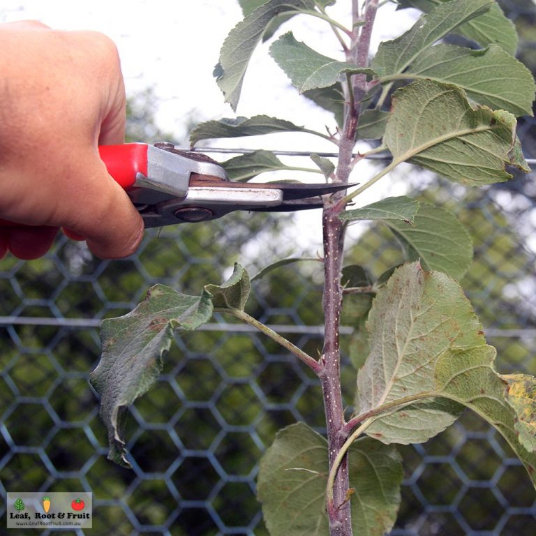 How to Set-Up and Maintain Espaliers - Leaf, Root & Fruit Gardening ...