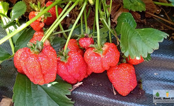 Growing Vegetables in Wicking Beds - by Duncan Cocking