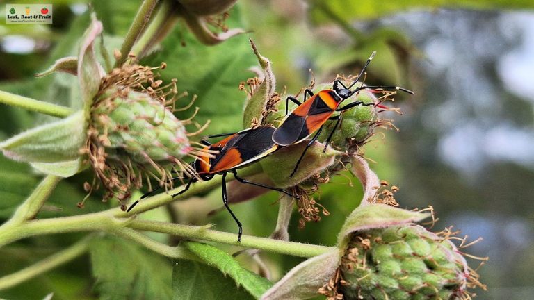 How to Control Harlequin Bugs (Dindymus versicolor) - Leaf, Root ...