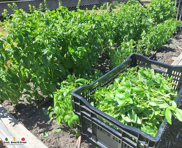 Growing Vegetables in Wicking Beds - by Duncan Cocking